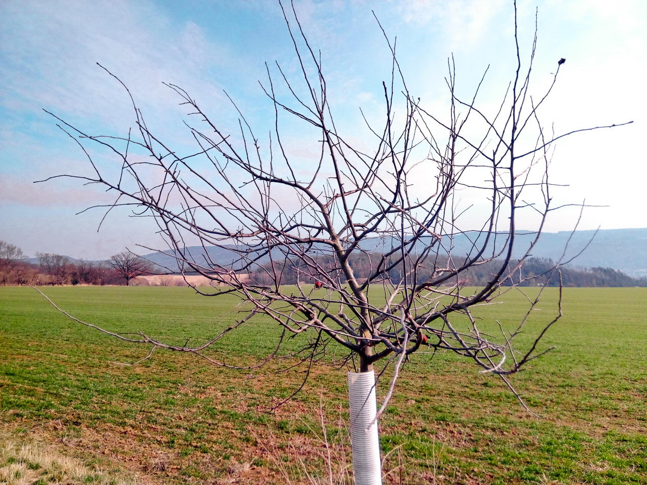 Opravný řez zanedbané jabloně - před řezem
