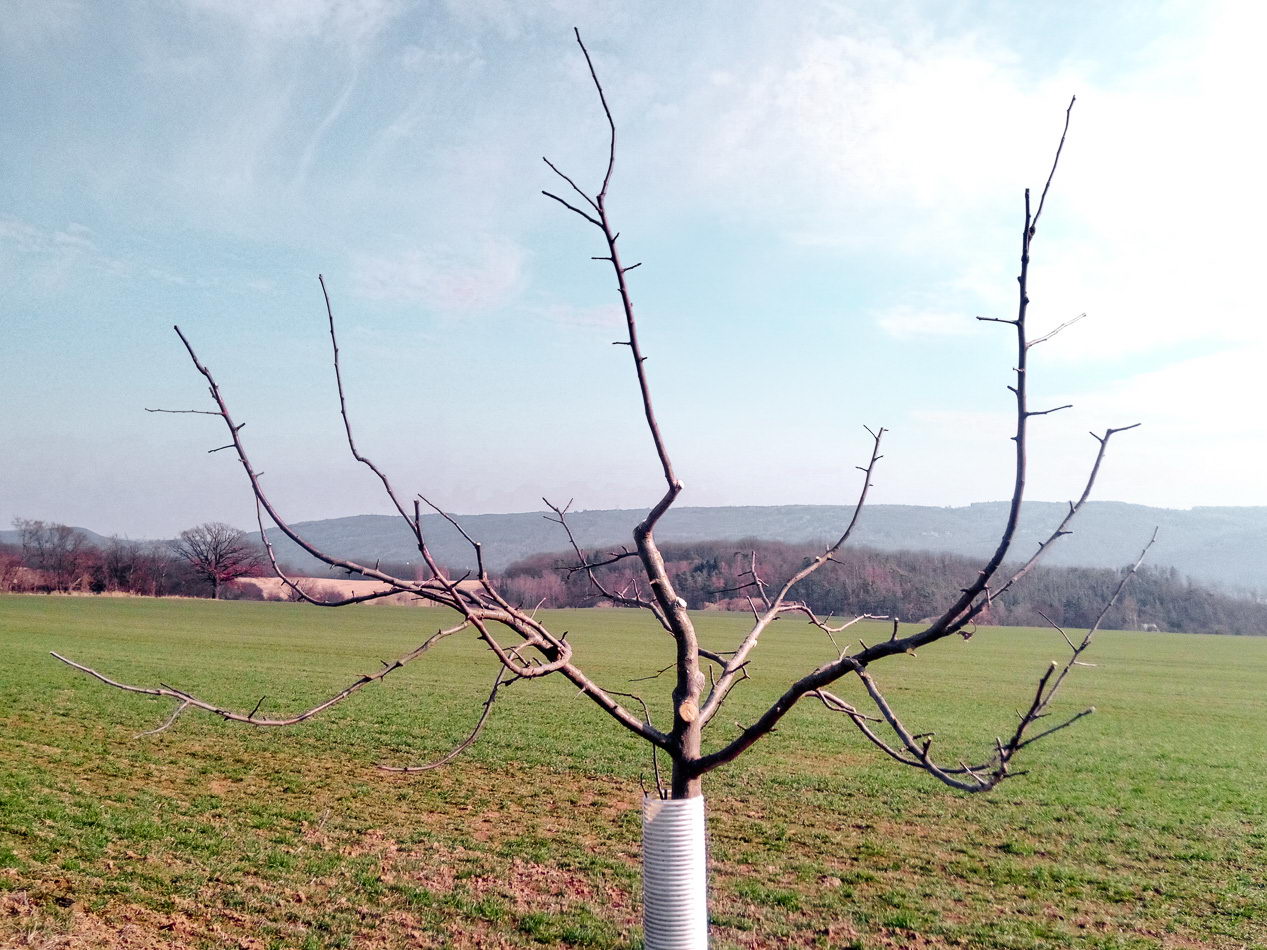 Opravný řez zanedbané jabloně - před řezem (SelskySad.cz)