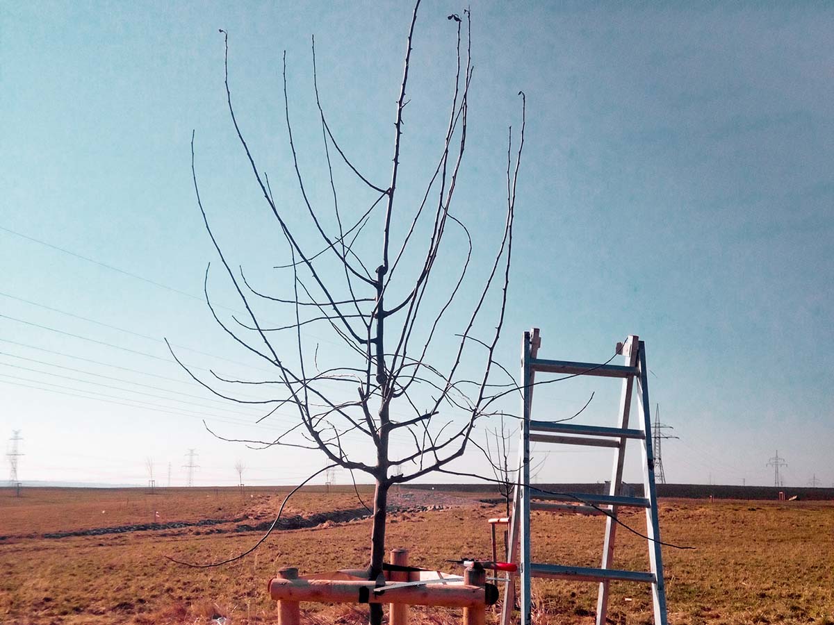 Povýsadbový řez jabloně - před řezem