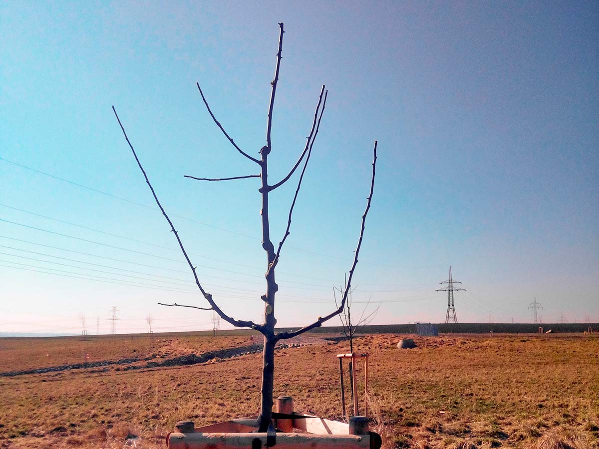 Povýsadbový řez jabloně - po řezu