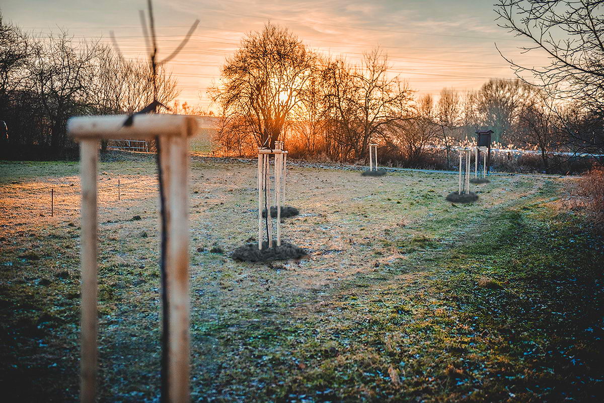 Kotvení a ochrana ovocných výsadeb