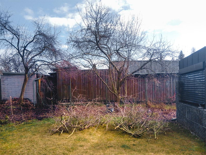 Lehké zmlazení slivoně v malé zahradě