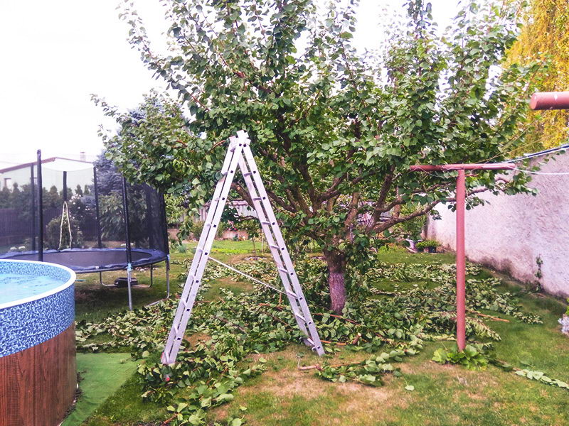 Oprava špatného řezu meruňky v malé zahradě